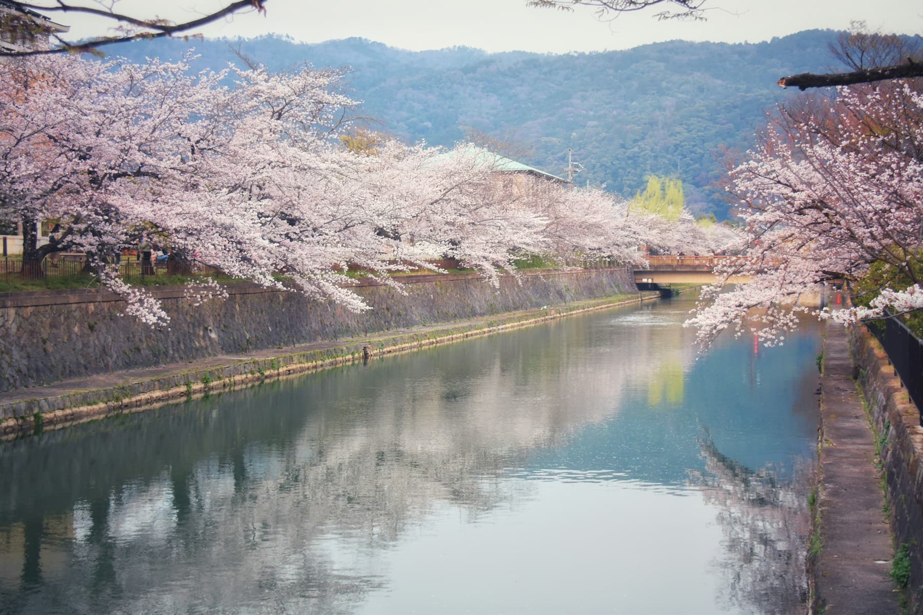 桜が彩る京都の川辺。春の外出先のイメージ・実写